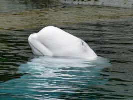 Witte walvis
